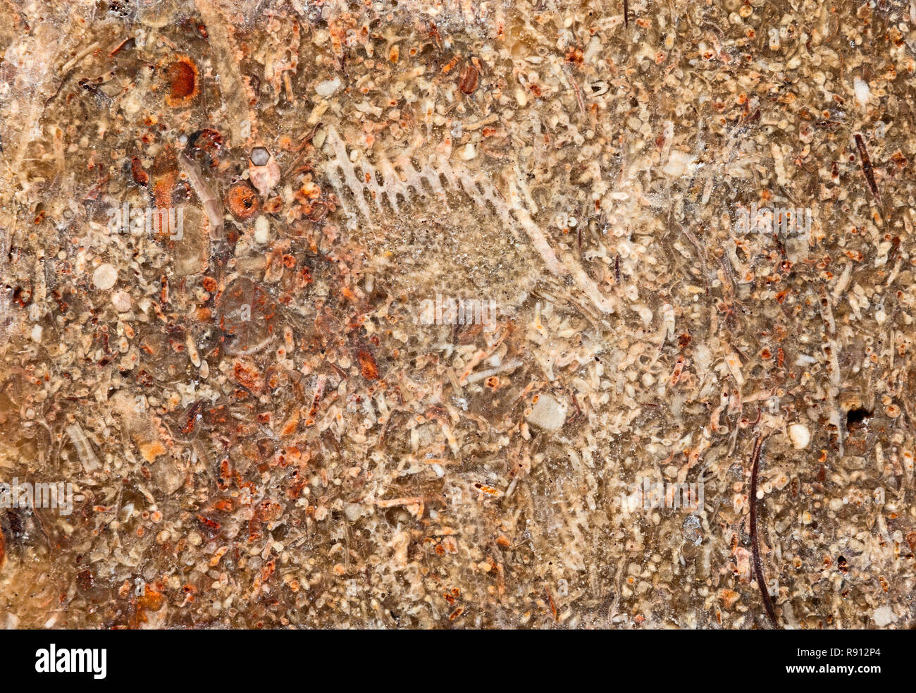 Fossile abschnitt, Kalkstein. Die Fossilien in diesen Felsen der makroskopischen und mikroskopischen Größe sein können. Stockfoto