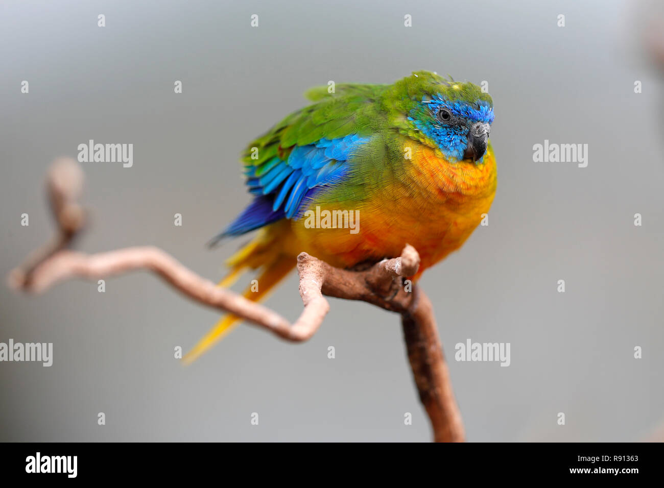 Red-rumped Papagei (Psephotus haematonotus), Captive, Deutschland Stockfoto
