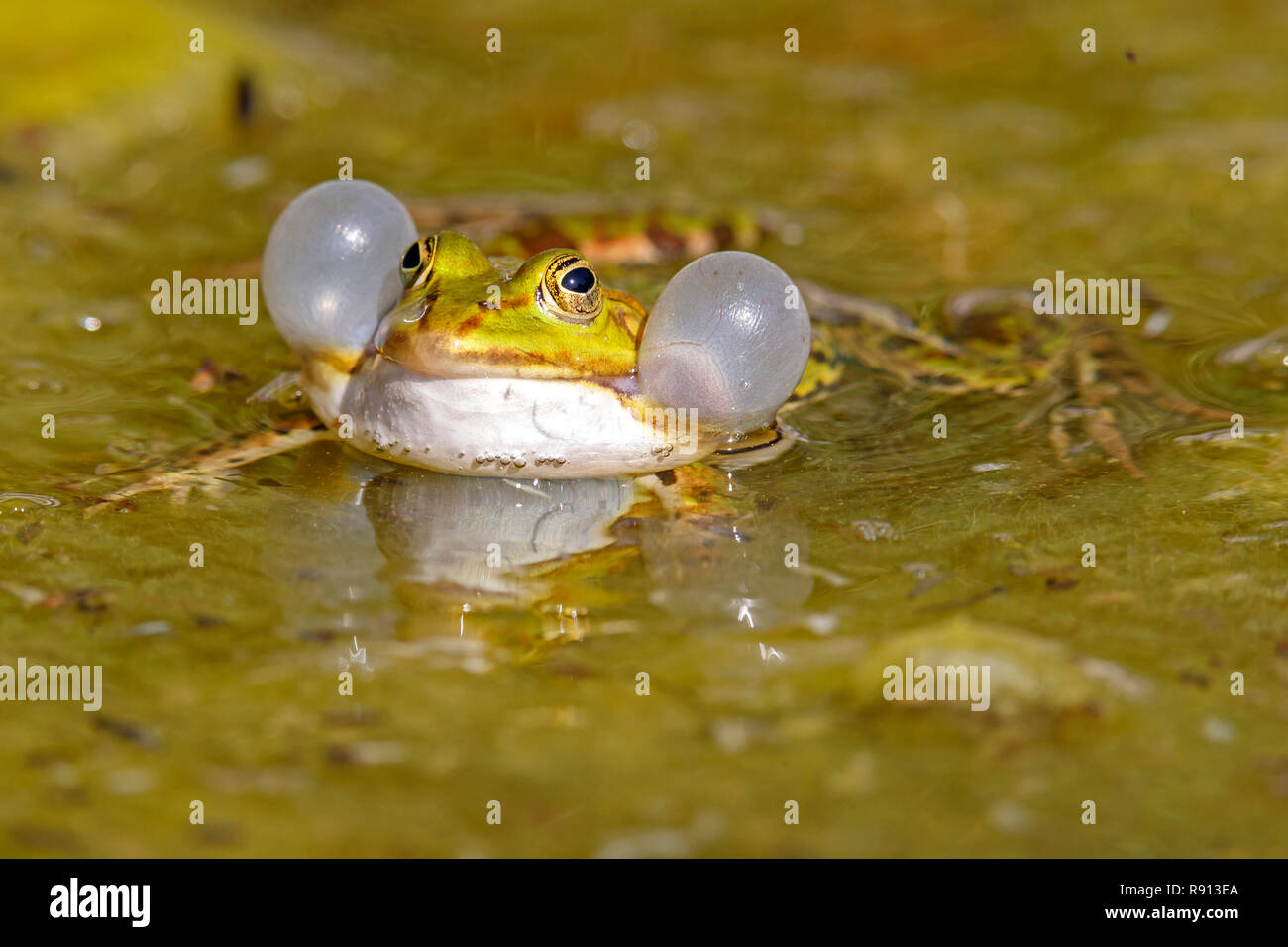 Teich Frosch Stockfotos & Teich Frosch Bilder Alamy