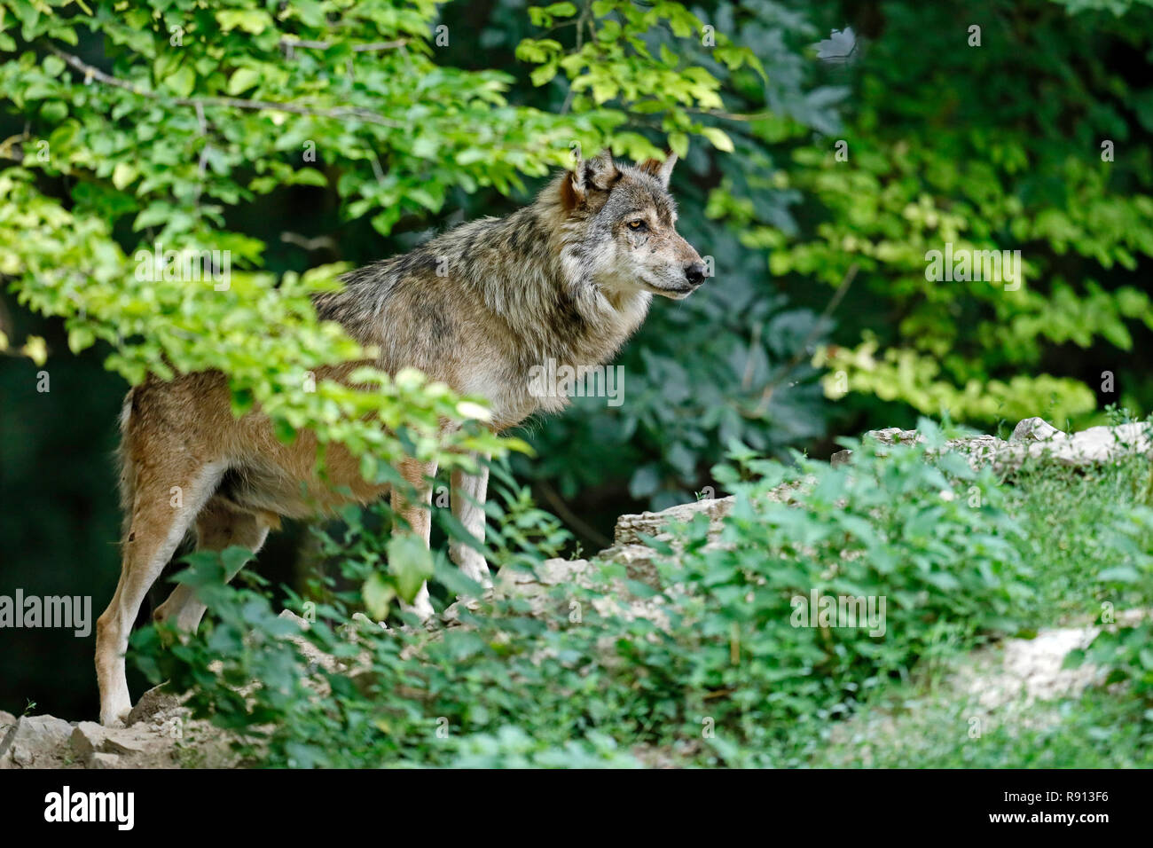 Östlichen Timber Wolf (Canis lupus lycaon) stehen auf einer Wiese, Captive Stockfoto
