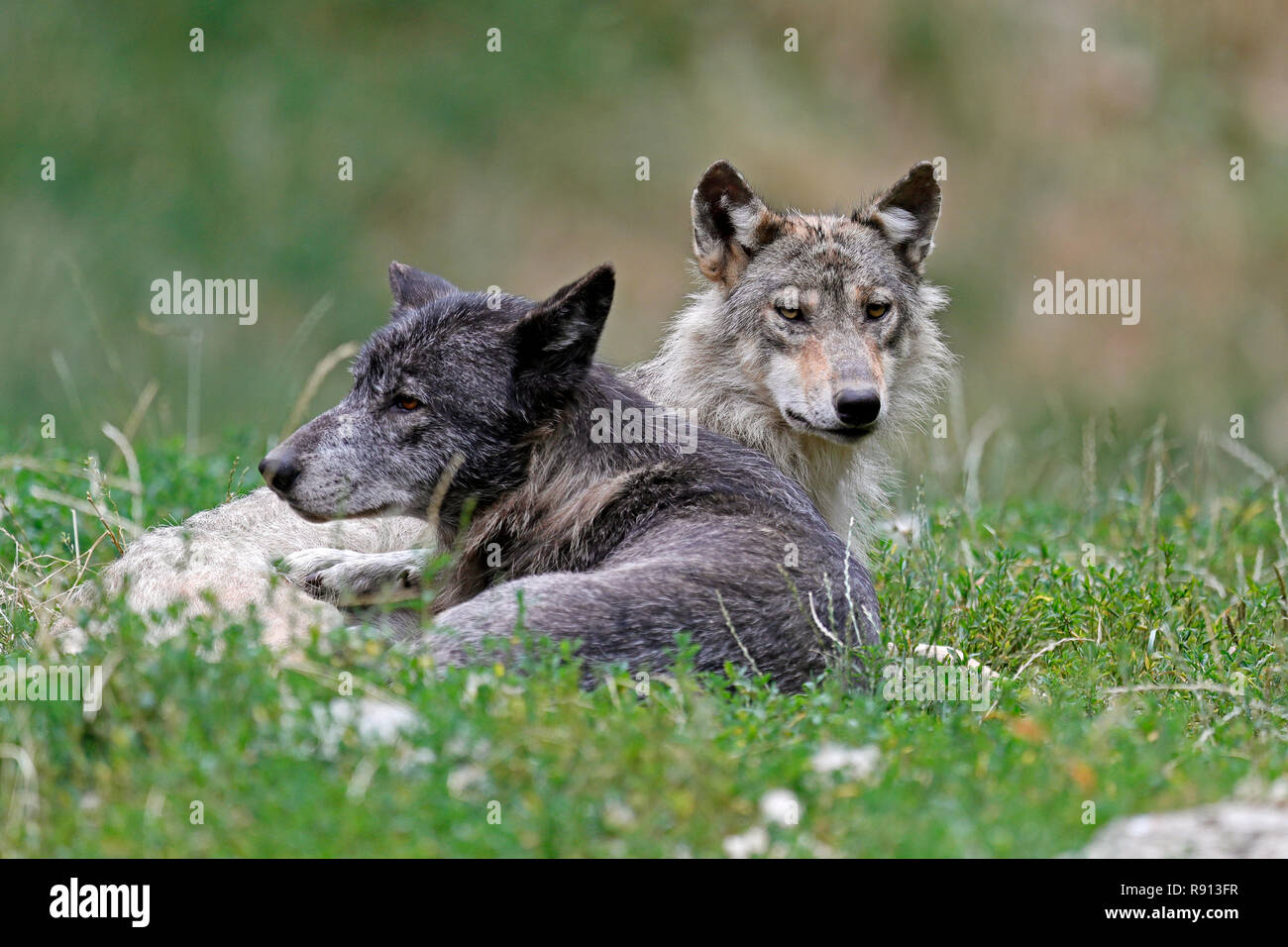 Östlichen Timber Wolf (Canis lupus lycaon) stehen auf einer Wiese, Captive Stockfoto