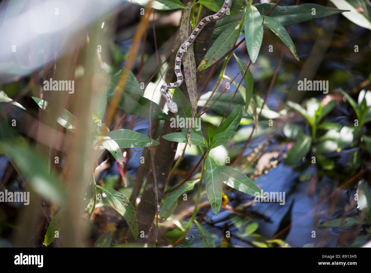 Graue Ratte Schlange Jugendkriminalität, Lake Tohopekaliga, Florida, USA Stockfoto