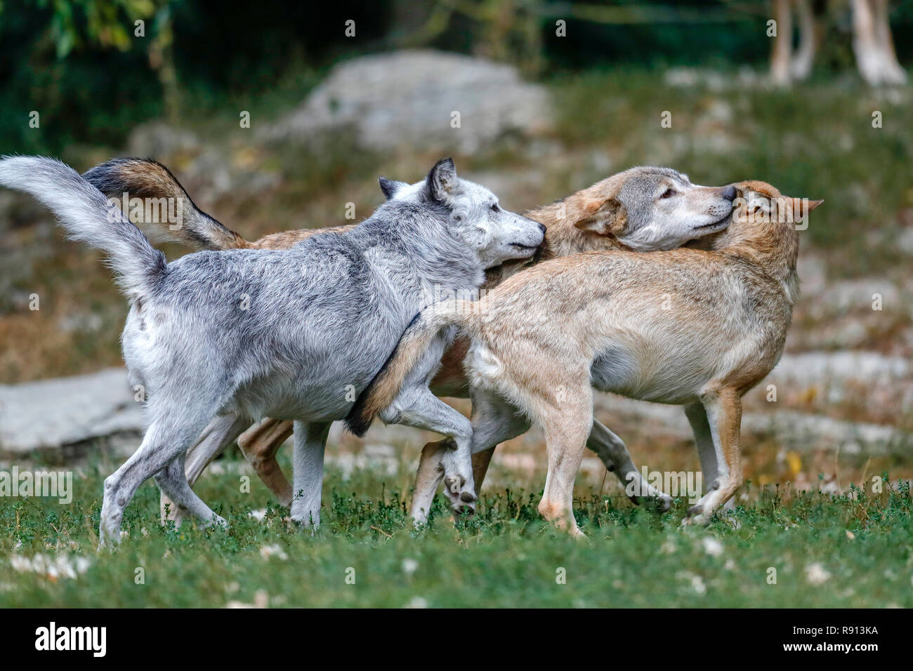 Timber Wolf (Canis lupus lycaon), Welpe, Captive Stockfoto