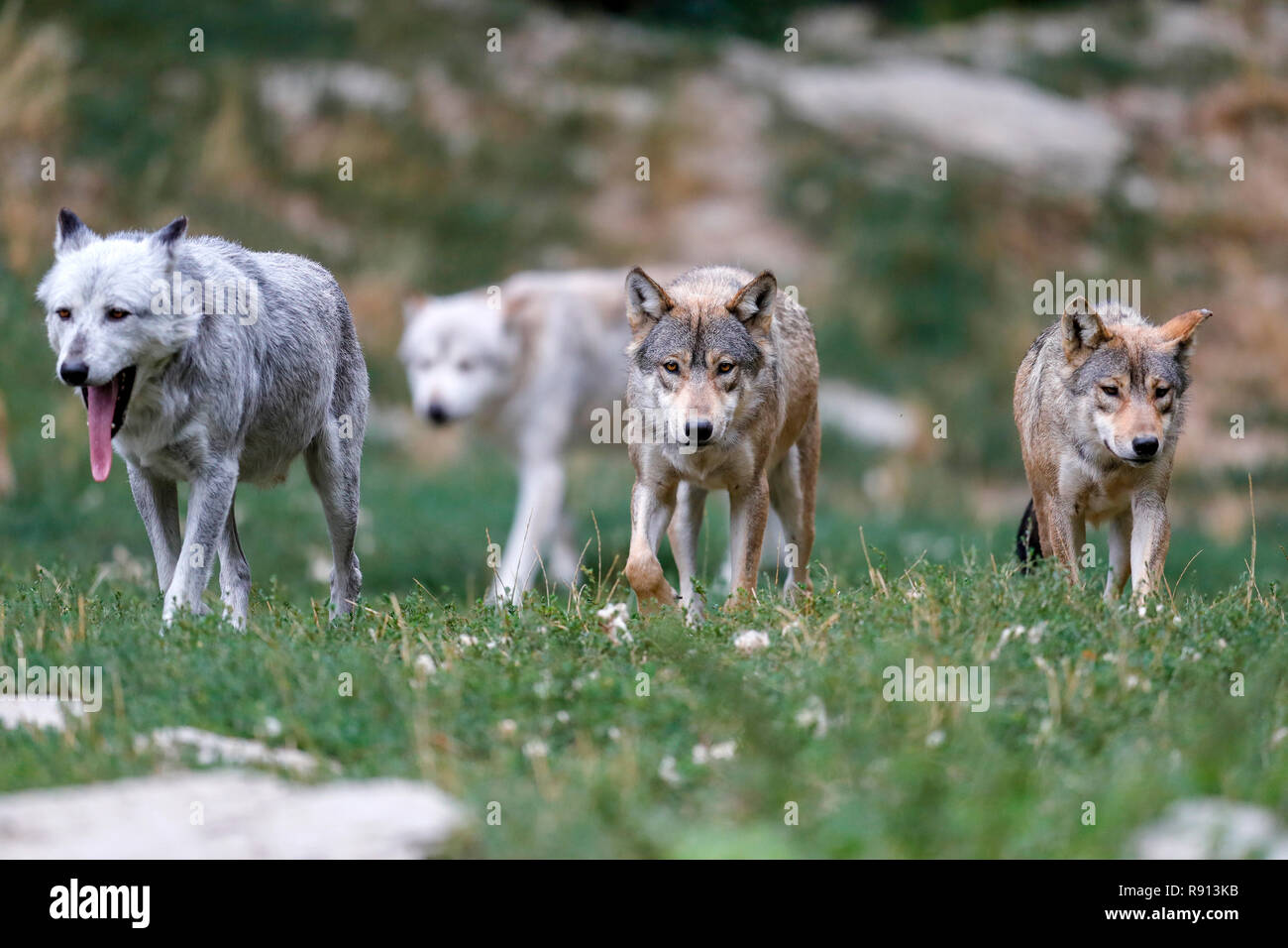 Timber Wolf (Canis lupus lycaon), Welpe, Captive Stockfoto