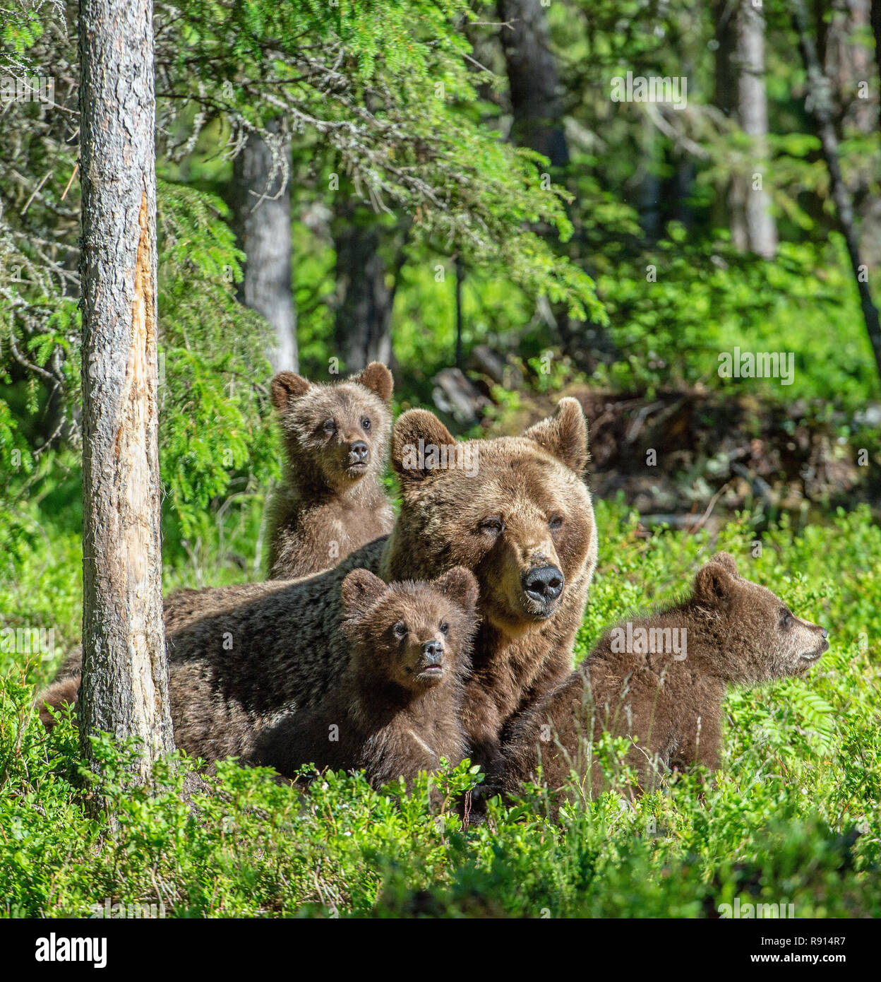 Braunbären. Bärin und Bär - Jungen in der Sommer Wald. Grünen Wald natürliche Hintergrund. Wissenschaftlicher Name: Ursus arctos. Stockfoto