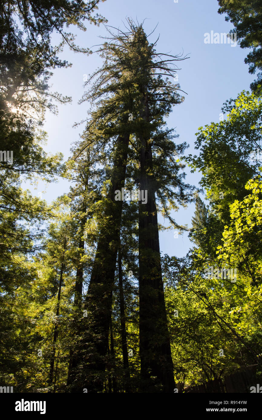 Giant Redwood Baum, Foto oben am Baum suchen, im Redwood National Park in Lady Bird Johnson Grove in Nordkalifornien, mit einem strahlend blauen Himmel Stockfoto