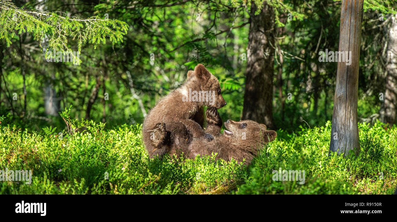 Brown bear Cubs spielerisch kämpfen, Wissenschaftlicher Name: Ursus arctos Arctos. Sommer grün Wald Hintergrund. Natürlicher Lebensraum. Stockfoto