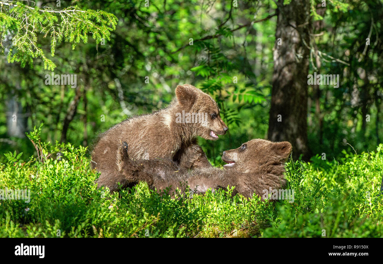 Brown bear Cubs spielerisch kämpfen, Wissenschaftlicher Name: Ursus arctos Arctos. Sommer grün Wald Hintergrund. Natürlicher Lebensraum. Stockfoto