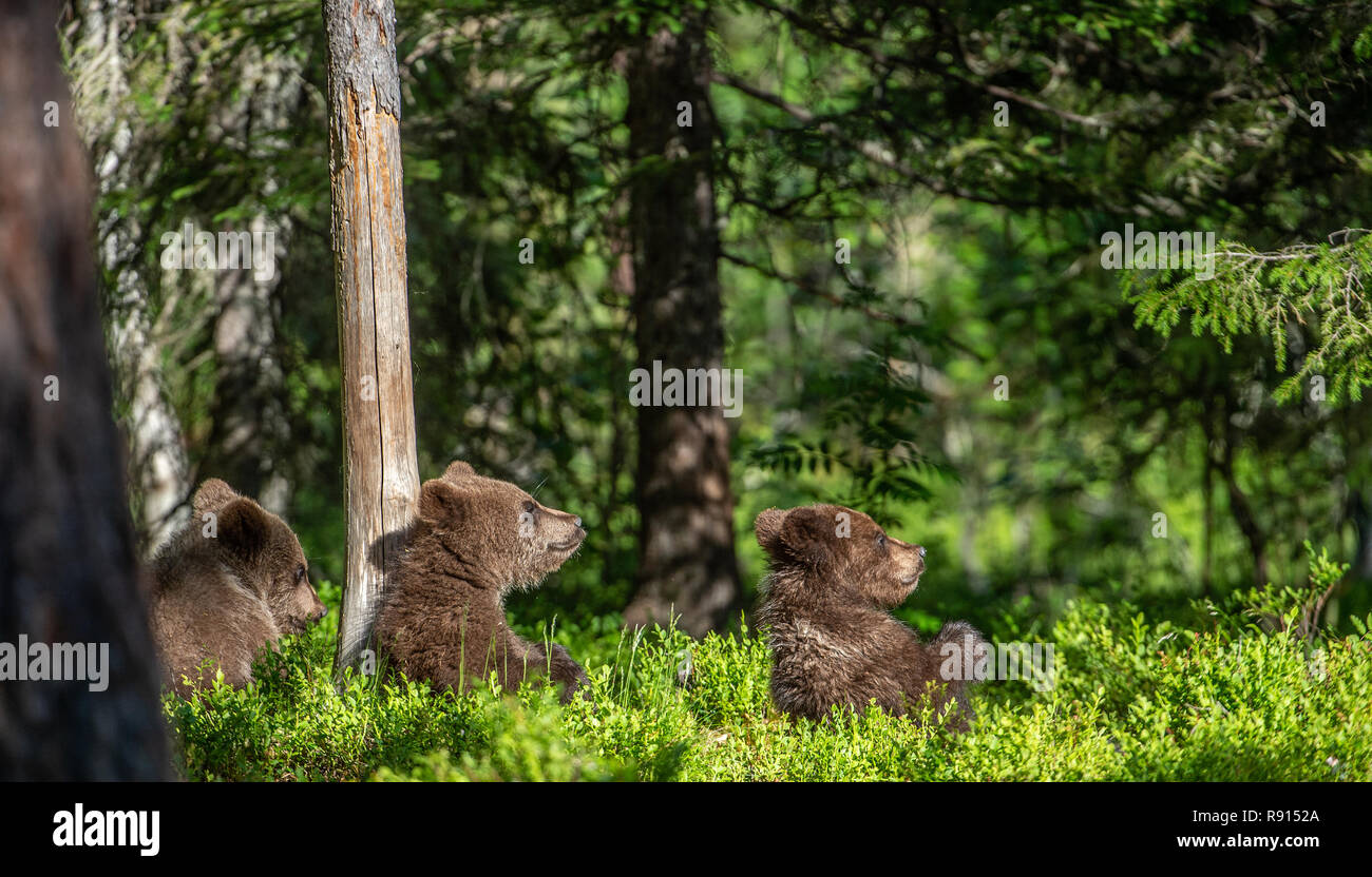 Cubs von Braunbär im Sommer Wald. Grünen Hintergrund. Natürlicher Lebensraum. Wissenschaftlicher Name: Ursus arctos. Stockfoto