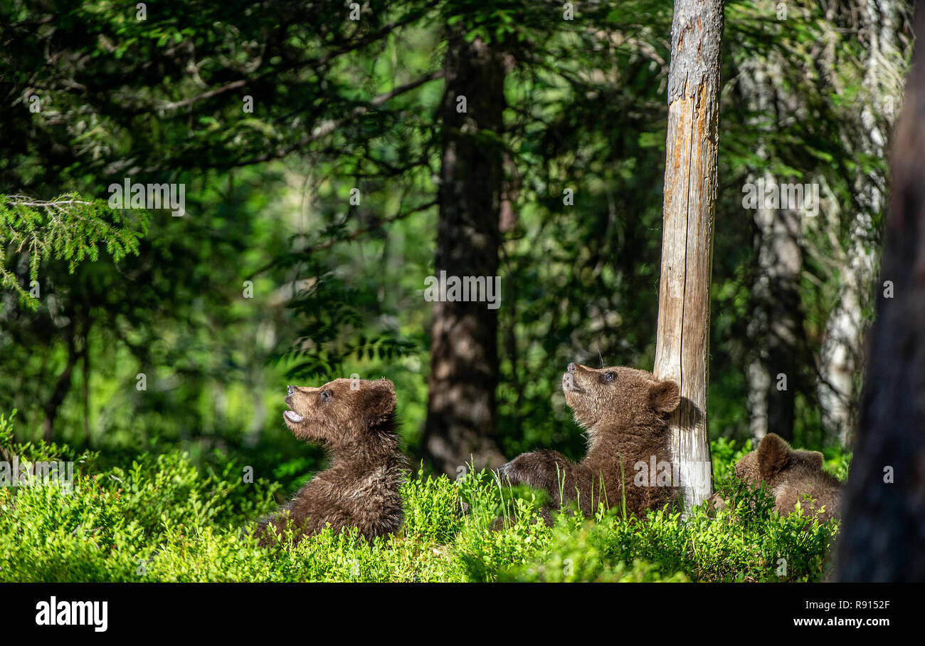 Cubs von Braunbär im Sommer Wald. Grünen Hintergrund. Natürlicher Lebensraum. Wissenschaftlicher Name: Ursus arctos. Stockfoto
