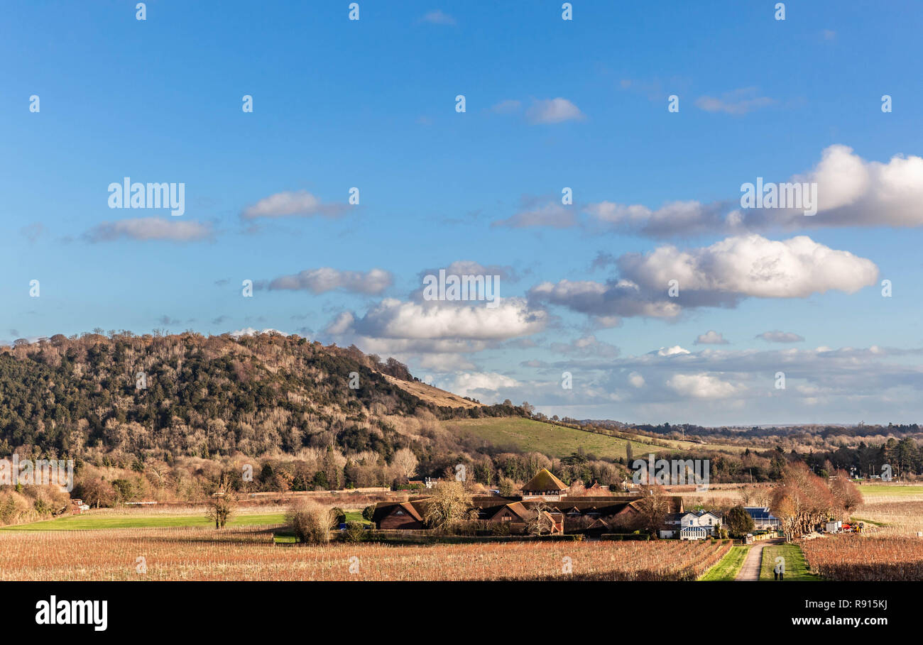Blick auf Box Hill von Denbies Wine Estate, North Downs, Surrey, England, UK gesehen. Stockfoto