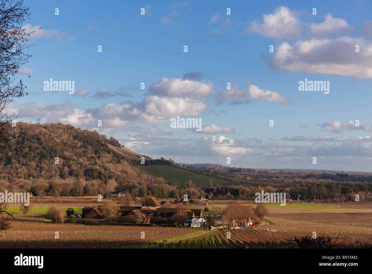 Blick auf Box Hill von Denbies Wine Estate, North Downs, Surrey, England, UK gesehen. Stockfoto