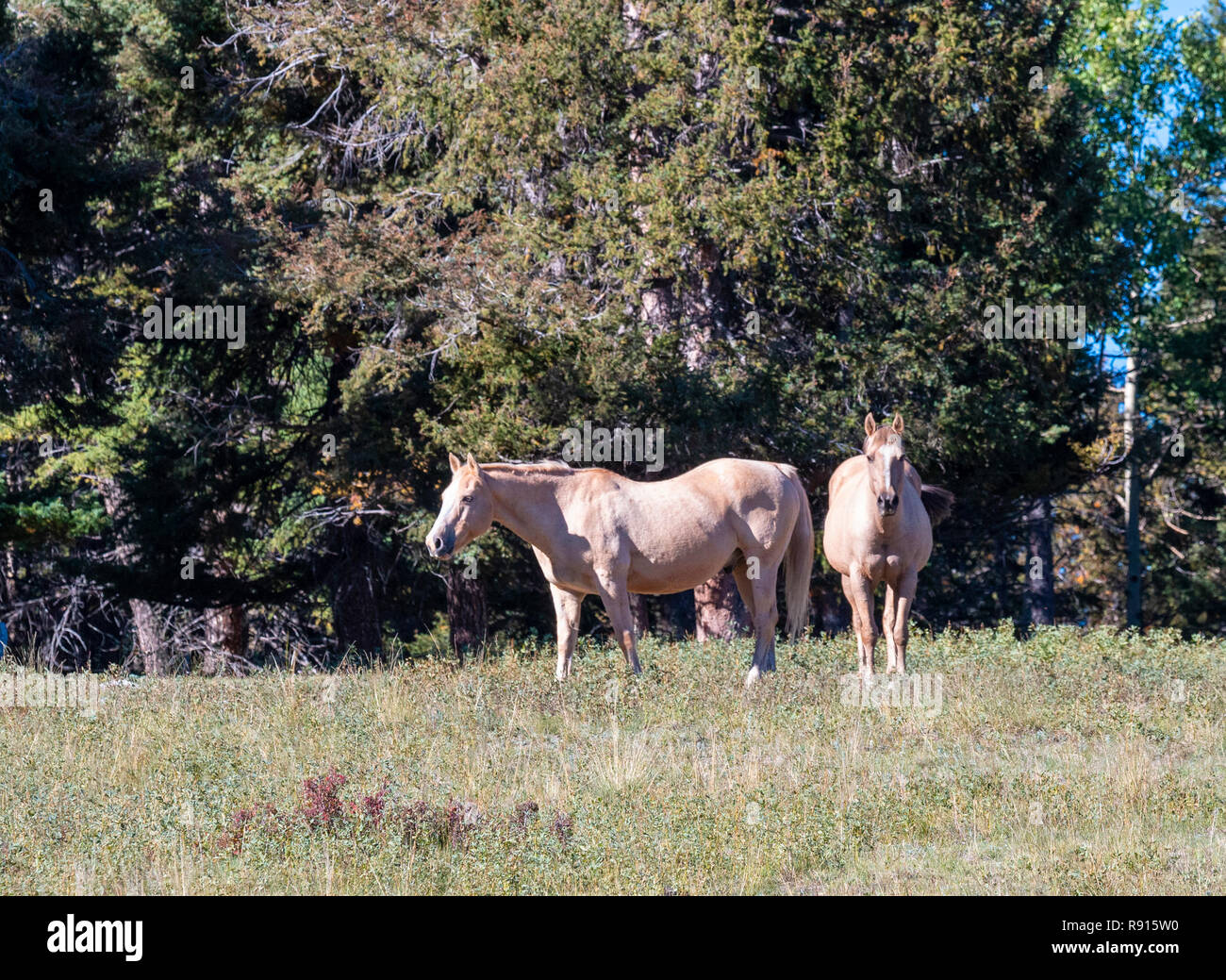 Kleine Herde Pferde grasen im hohen Land der Pike Naitional Wald in Colorado in auturmn. Stockfoto