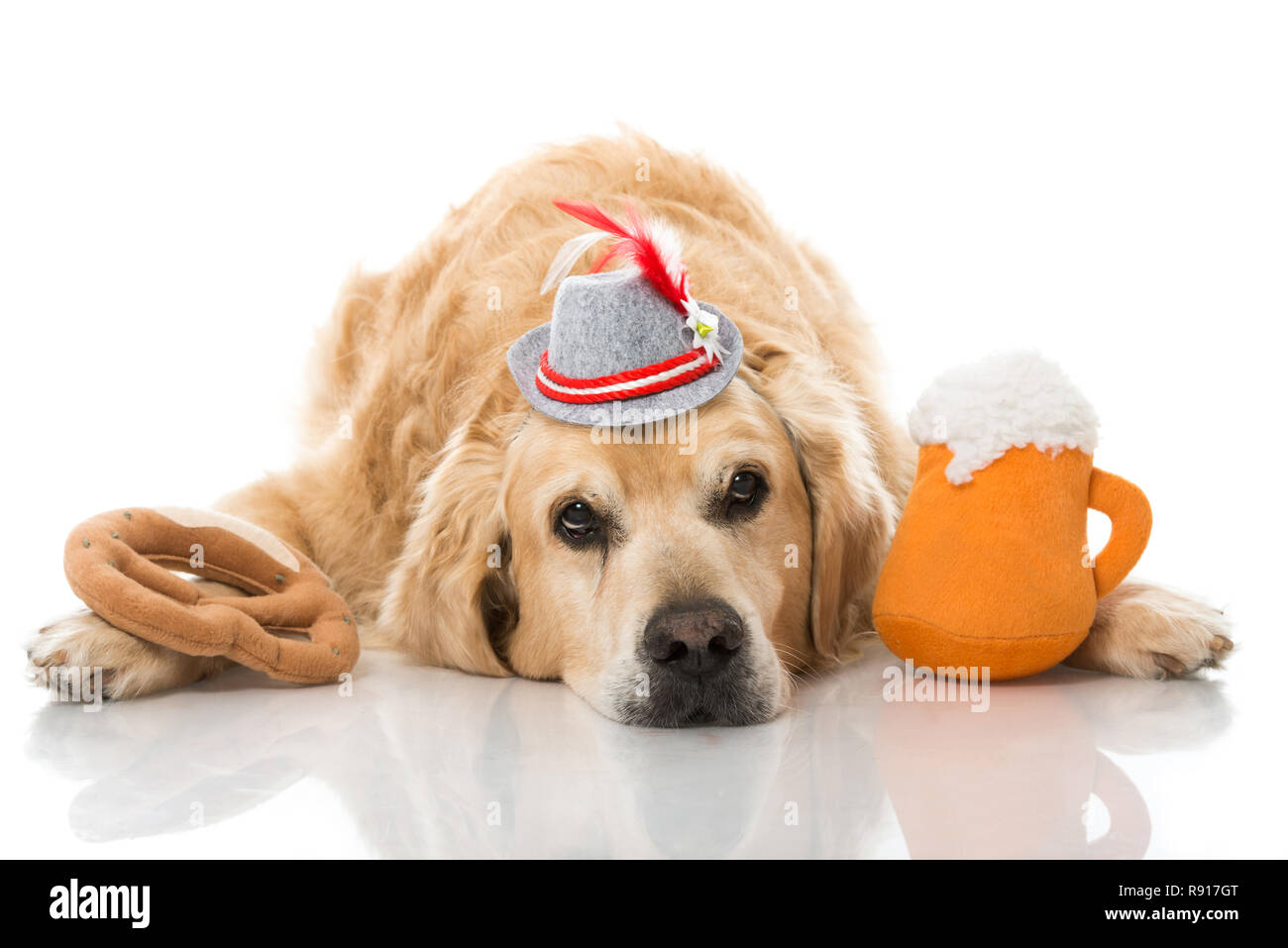 Betrunken Hund auf Weiß isoliert Stockfoto