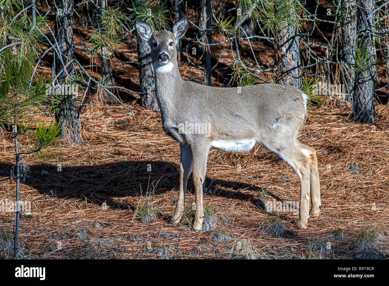 Eine kleine weiße Schwanz Rehe starrt auf die Kamera an einem sonnigen Tag in der Nähe von Coeur d'Alene, Idaho. Stockfoto