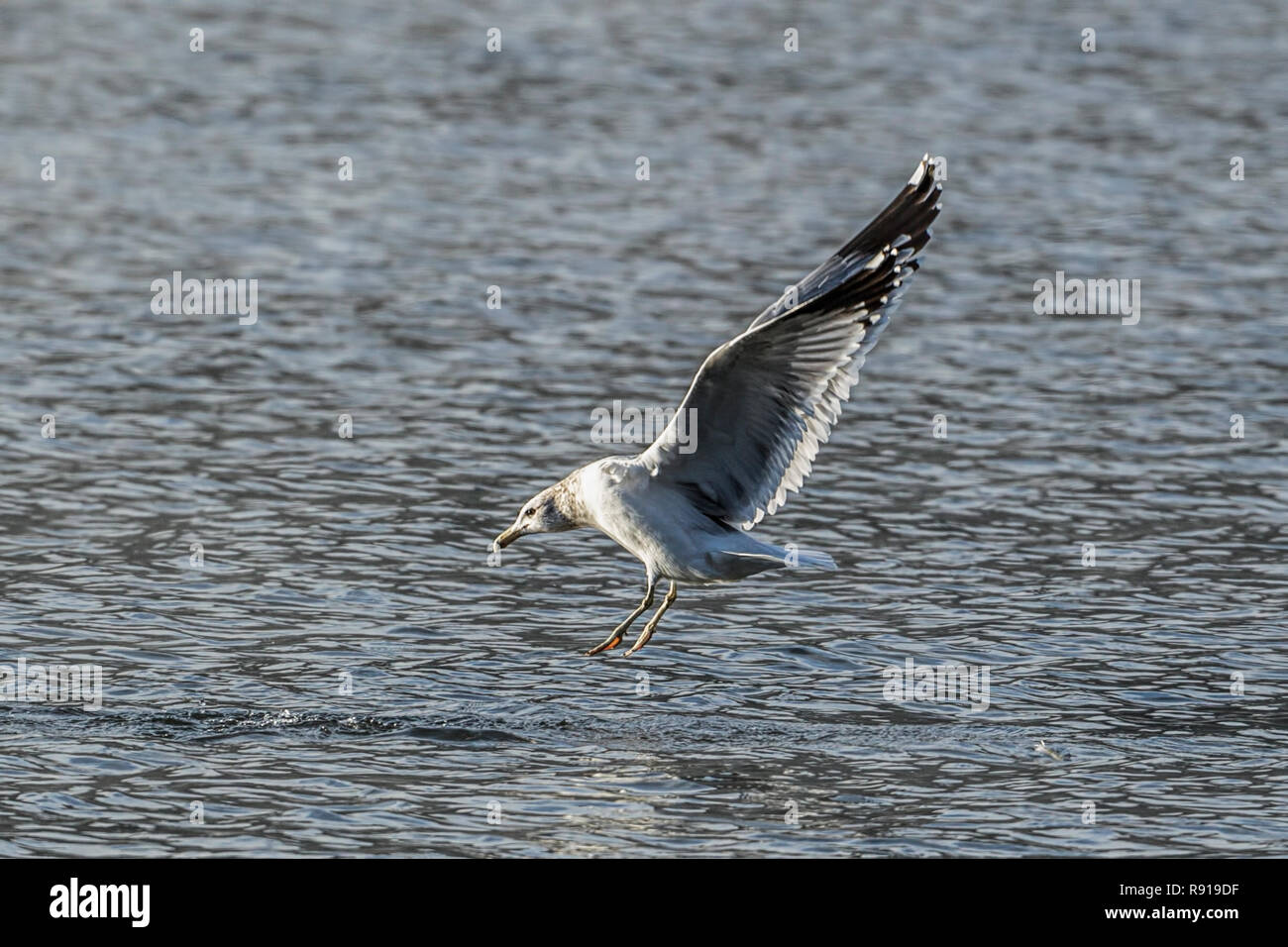 Ein Kalifornien gull kommt für eine Landung auf dem Wasser von Coeur d'Alene Lake im Norden von Idaho. Stockfoto