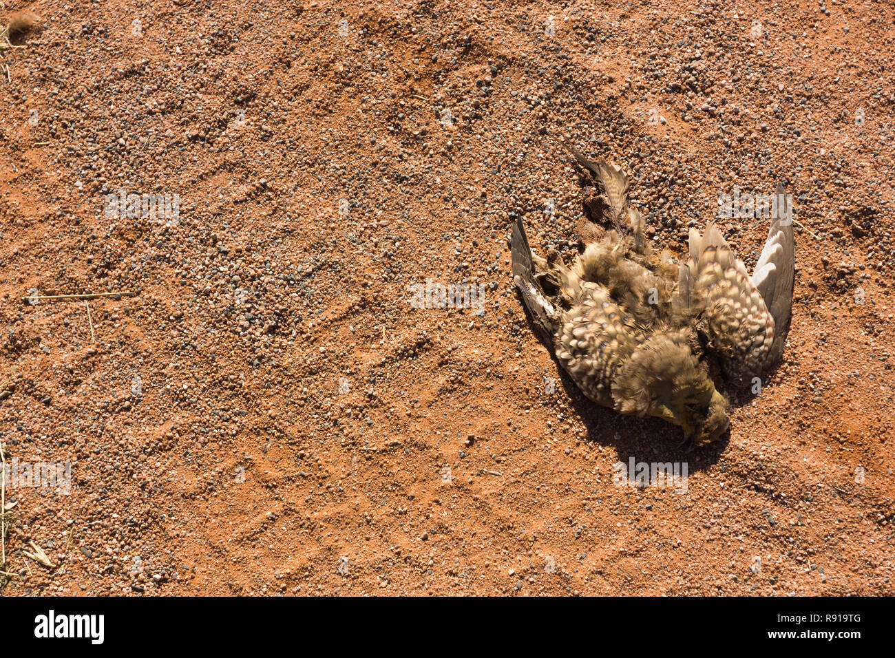 Roadkill und toten Vogel auf der Schotterstraße in Namibia, Afrika mit Reifenspuren mit Kopie Raum Stockfoto