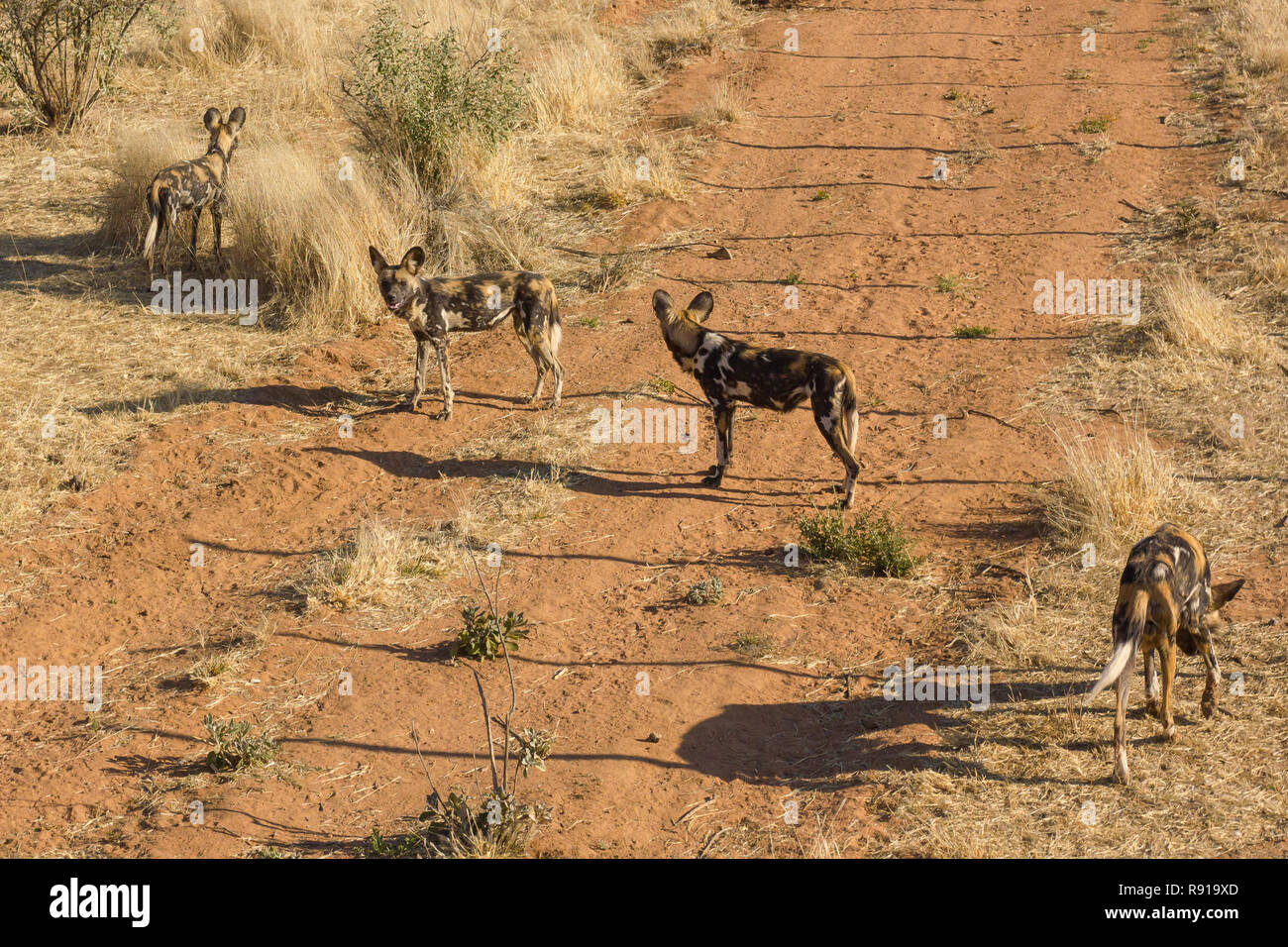 Afrikanischer Wildhund (Lycaon pictus) Gruppe von oben fotografiert oder Luftaufnahme in einem Conservation Centre in Namibia Stockfoto