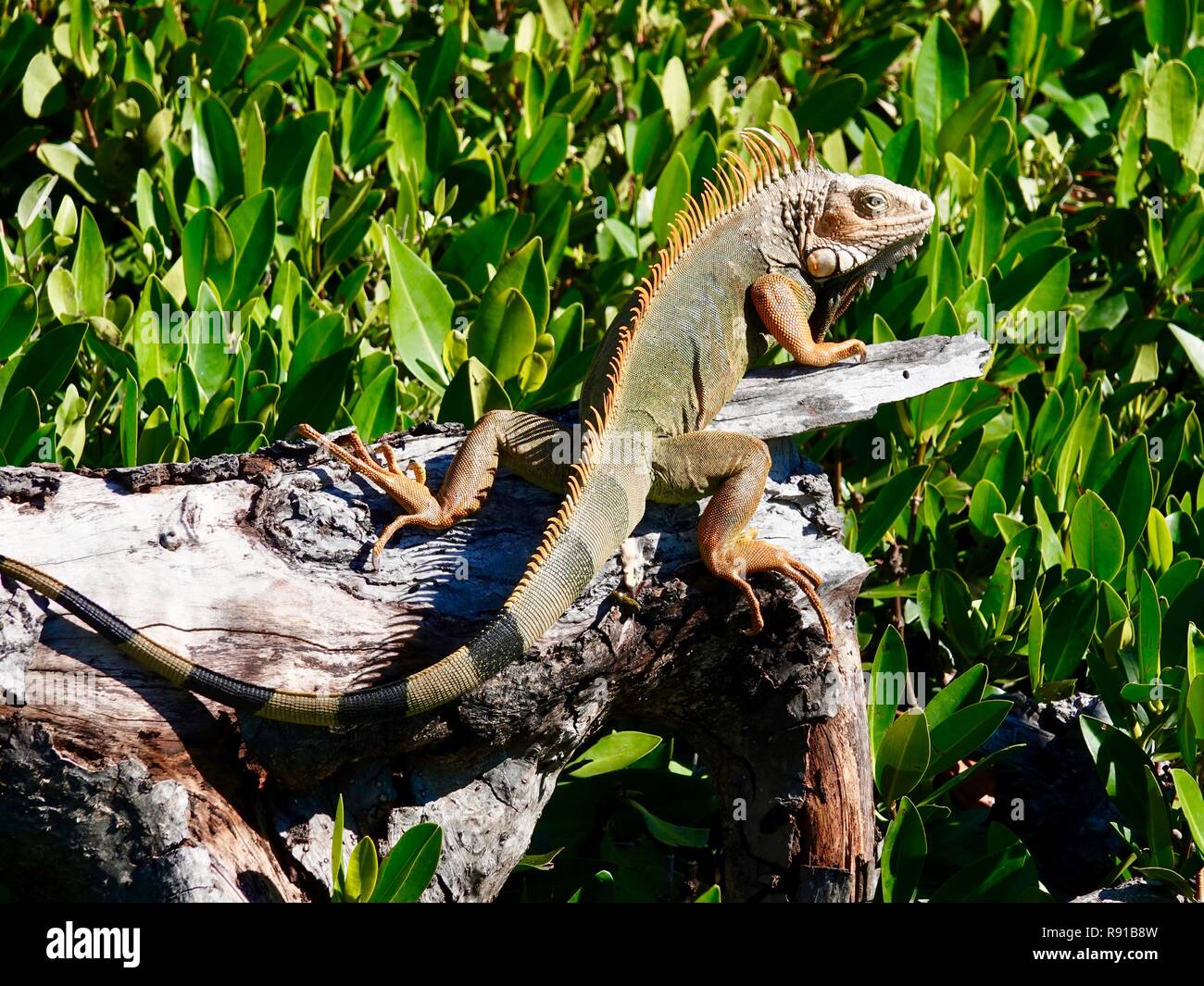 Grüner Leguan (Iguana iguana), eine invasive Arten, die Florida Keys überfahren hat, in der Sonne auf Marathon Key, Florida, USA zu sonnen. Stockfoto