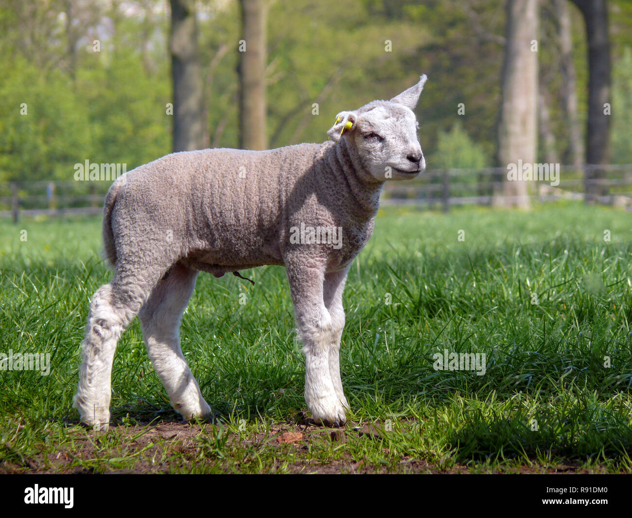 Kleines Lamm stehend auf einer Wiese unter den Bäumen mit Stück Nabelschnur. Stockfoto