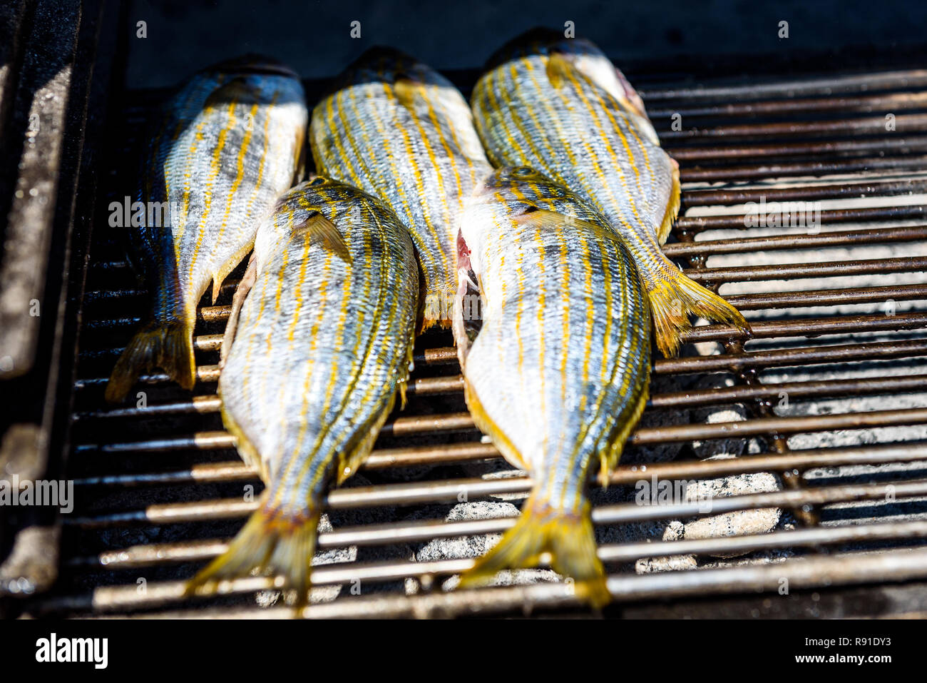 Grillen Fisch auf einem BBQ Grill über glühende Kohle. Vorbereiten und braten Salema porgy, Sarpa salpa oder dorade Fisch auf einem Grill in einem bbq firepla Stockfoto