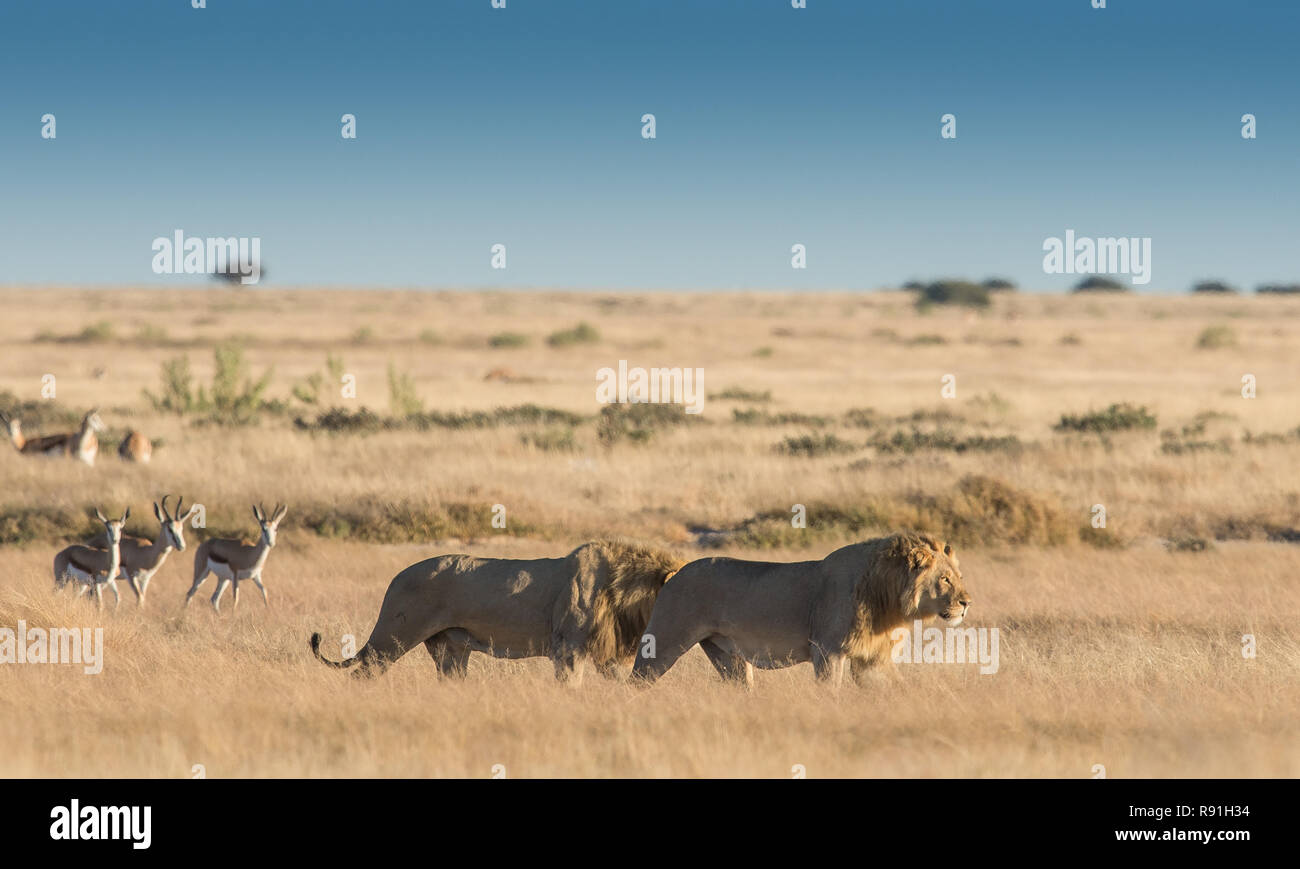 Große Männliche Löwen und Springböcke in der Savanne Stockfoto