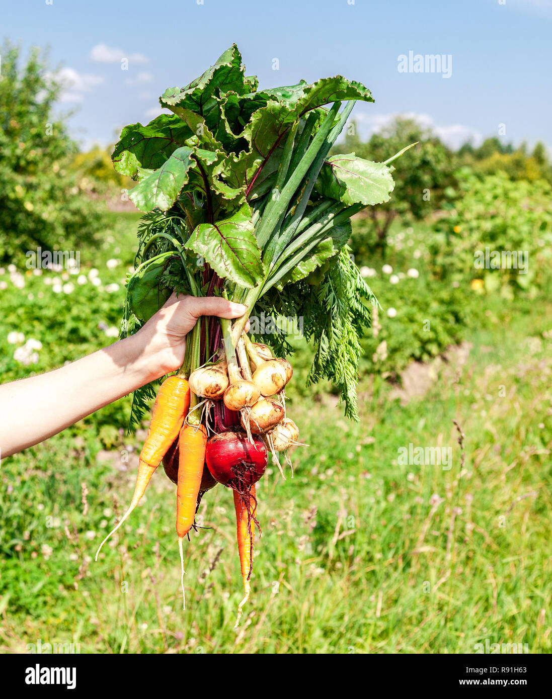 Bündel von frischem Gemüse in der Hand auf einem grünen Feld Hintergrund Stockfoto