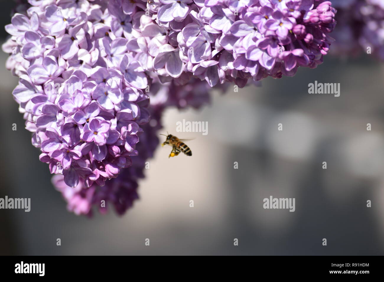 Bee Pollen fotografiert worden, während sie in unserem Garten sammeln. Stockfoto
