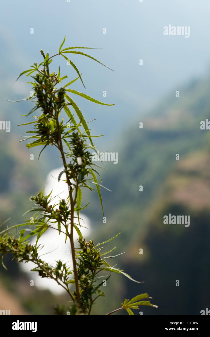 Cannabis/Marihuana Pflanzen wachsen wild in Nepal Stockfoto