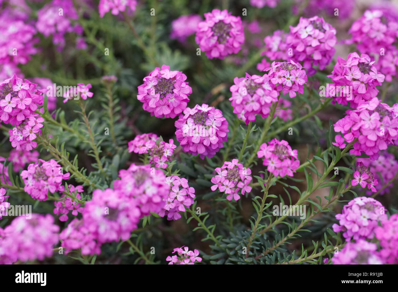 Aethionema 'Warley Rose' Blumen. Stockfoto