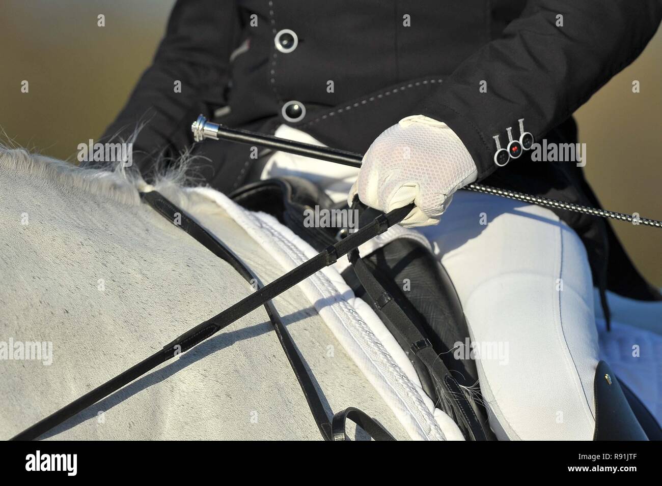 Grau Dressurpferd. Weiße Farbe. Weiße Handschuhe. Zügel. Schwarze Peitsche und Jacke. Pferd Abstracts. 08.12.2018. Stockfoto