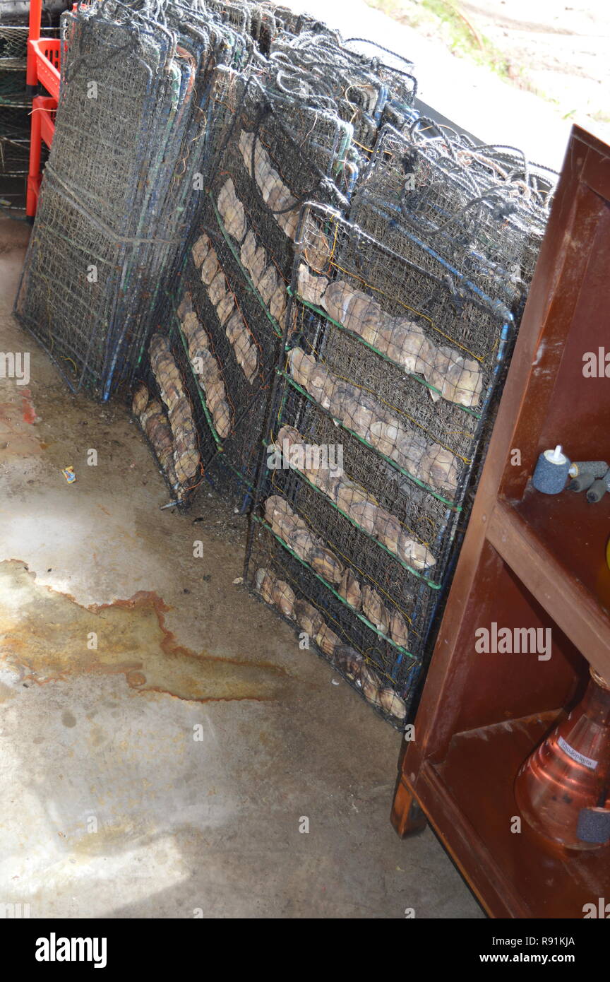 Austernbetten und Perlenarbeiten Hanoi / Halong Bay Vietnam Stockfoto