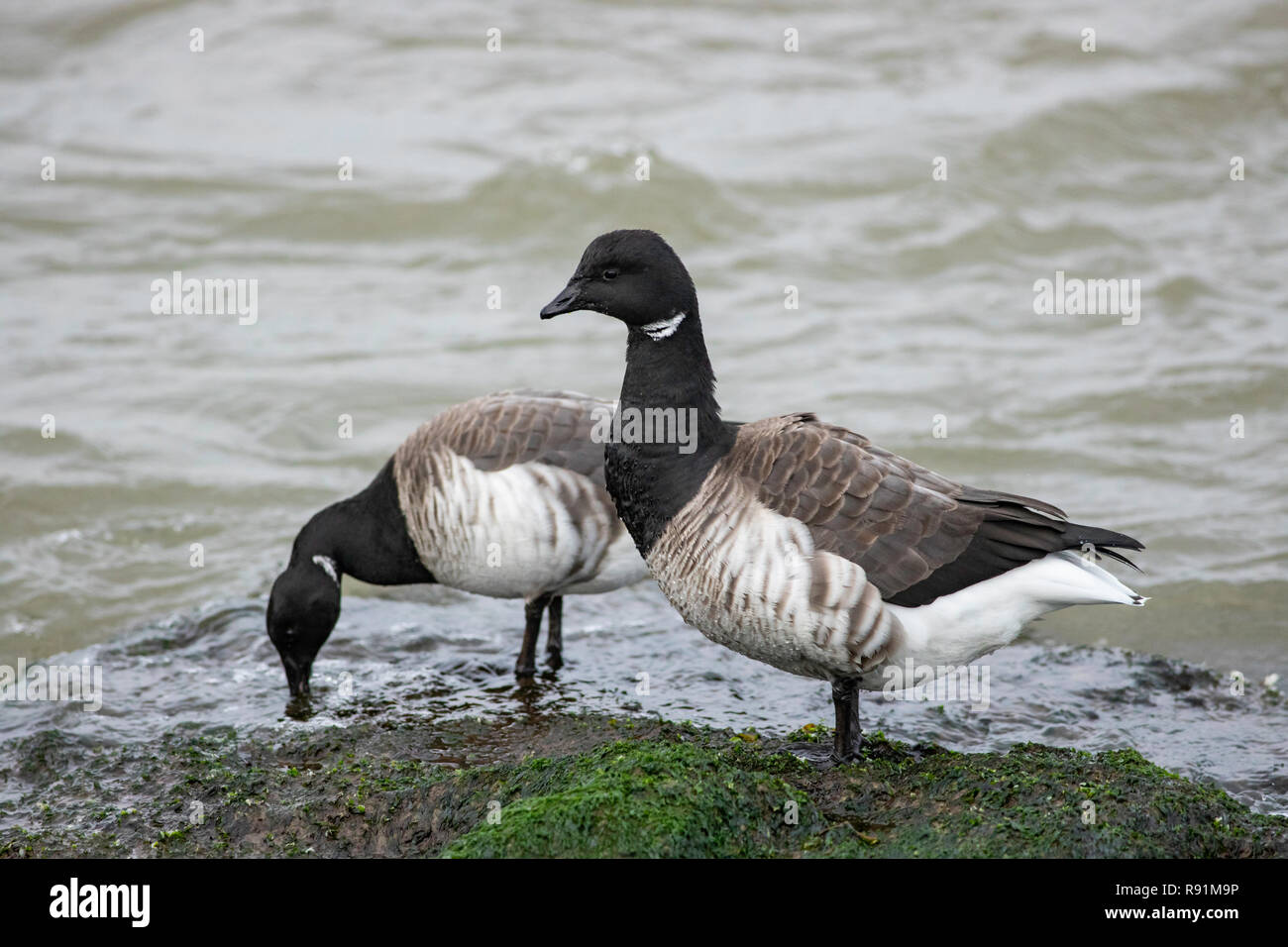 Zwei brent Überwinterung in Barnegat Lighthouse State Park - Branta bernicla Stockfoto