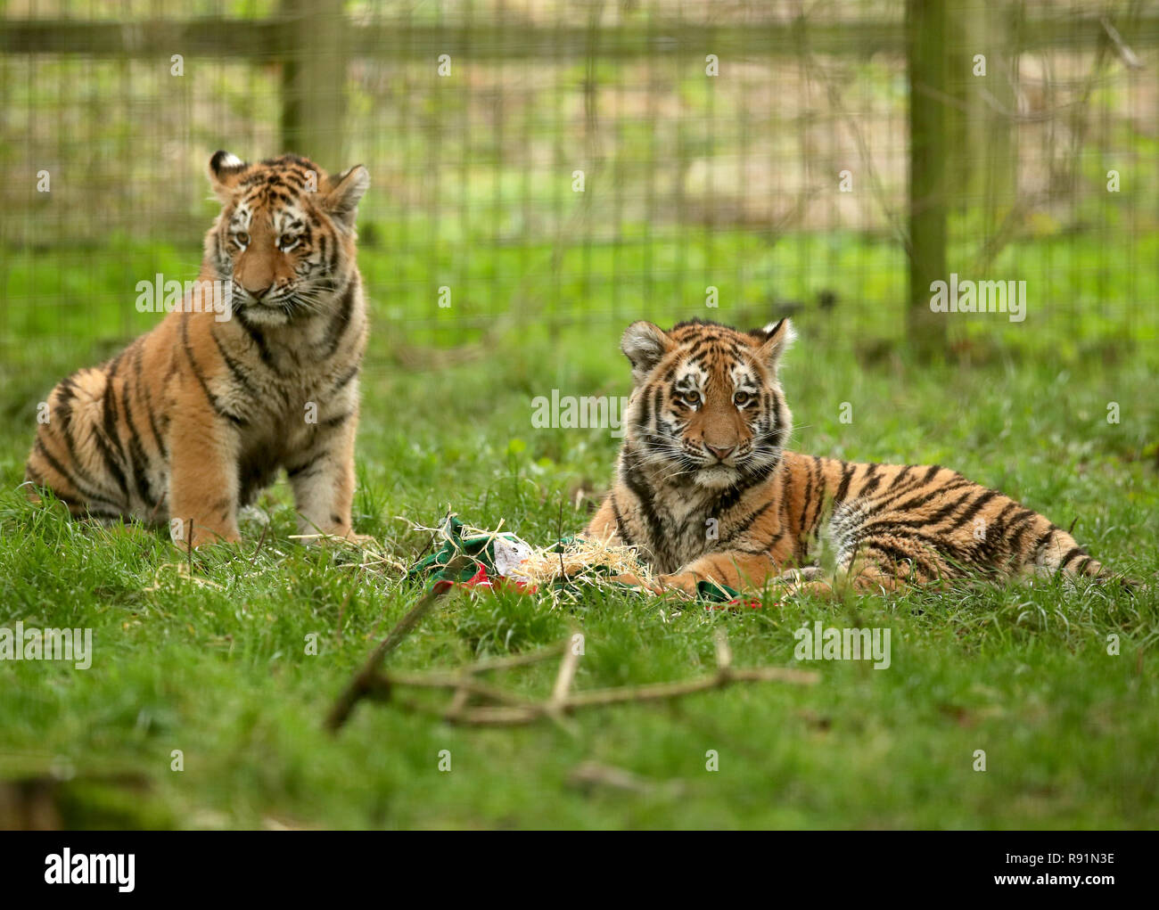 Sechs Monate alten Amur Tiger Cubs in ihrem Gehege im ZSL Whipsnade Zoo in Bedfordshire. Die Amur Tiger, früher bekannt als der sibirische Tiger. Stockfoto