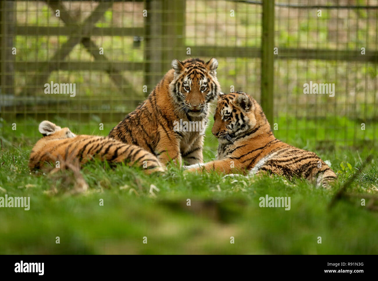 Sechs Monate alten Amur Tiger Cubs in ihrem Gehege im ZSL Whipsnade Zoo in Bedfordshire. Die Amur Tiger, früher bekannt als der sibirische Tiger. Stockfoto