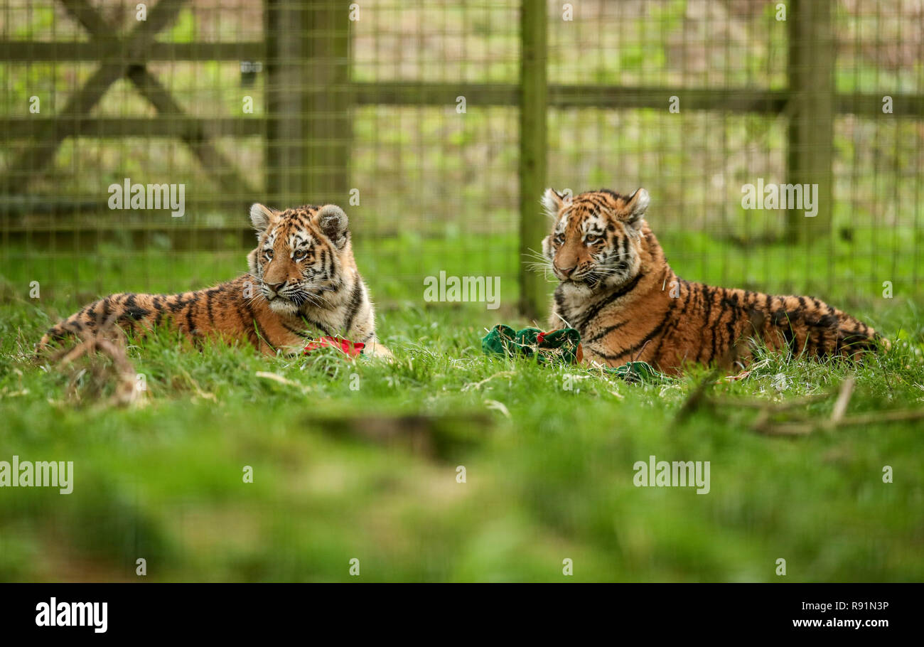 Sechs Monate alten Amur Tiger Cubs in ihrem Gehege im ZSL Whipsnade Zoo in Bedfordshire. Die Amur Tiger, früher bekannt als der sibirische Tiger. Stockfoto