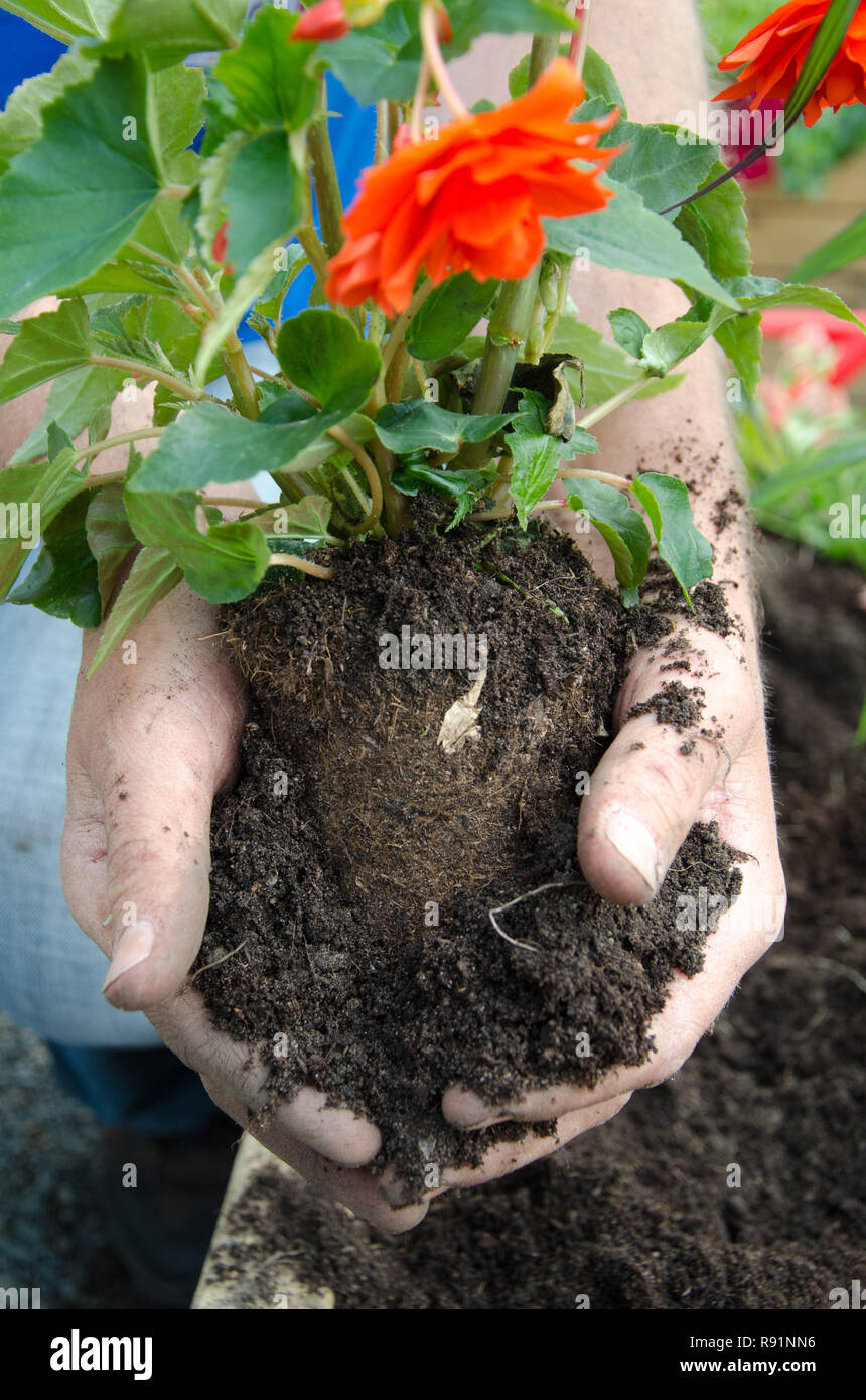 12.05.2011, Handewitt, Schleswig-Holstein, Deutschland - Petunien werdener umgesetzt. 0 RX 110512 D503 CAROEX.JPG [MODEL RELEASE: NEIN PROPERTY RELEASE: NEIN (c) c Stockfoto