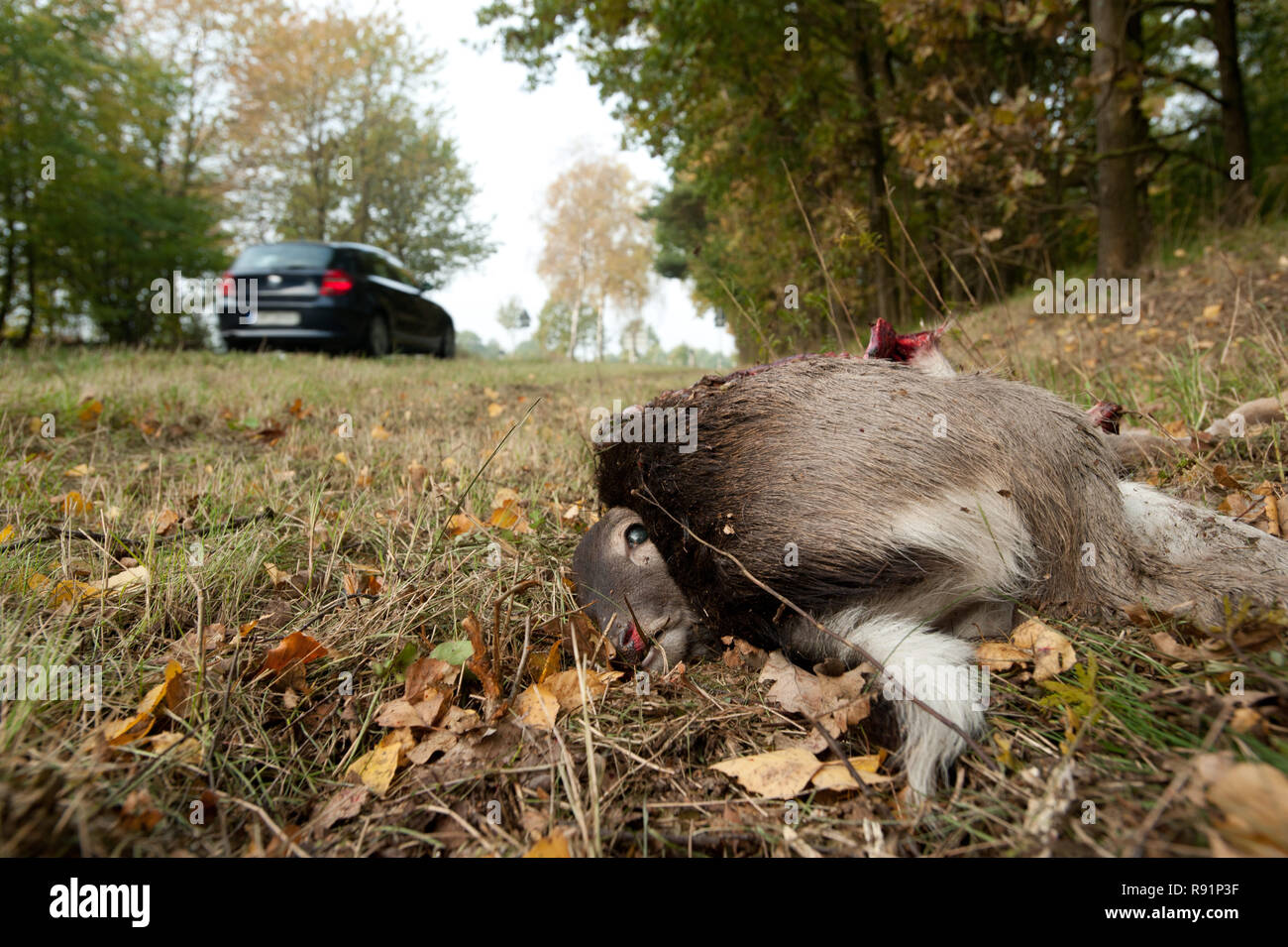 26.10.2011, Bad Segeberg, Schleswig-Holstein, Deutschland - Verendetes Reh am Strassenrand / einems Wildunfall. 0 RX 111026 D631 CAROEX.JPG [MODEL RELEASE: Stockfoto