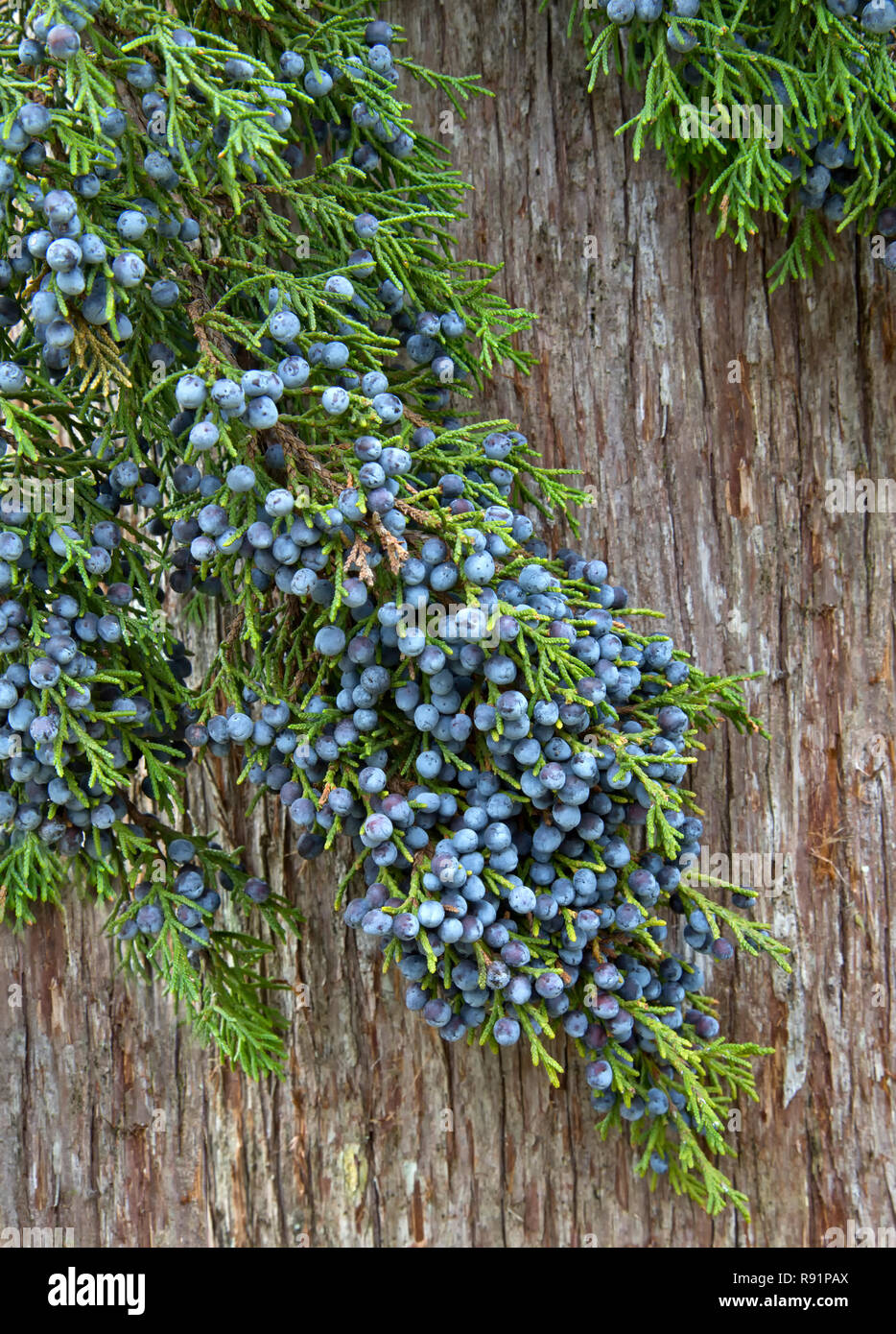 Southern Red Cedar Zweig anzeigen junge Laub, mit Erwachsenen fleischigen Blau weiblichen Zapfen' Juniperus silicicola'. Stockfoto
