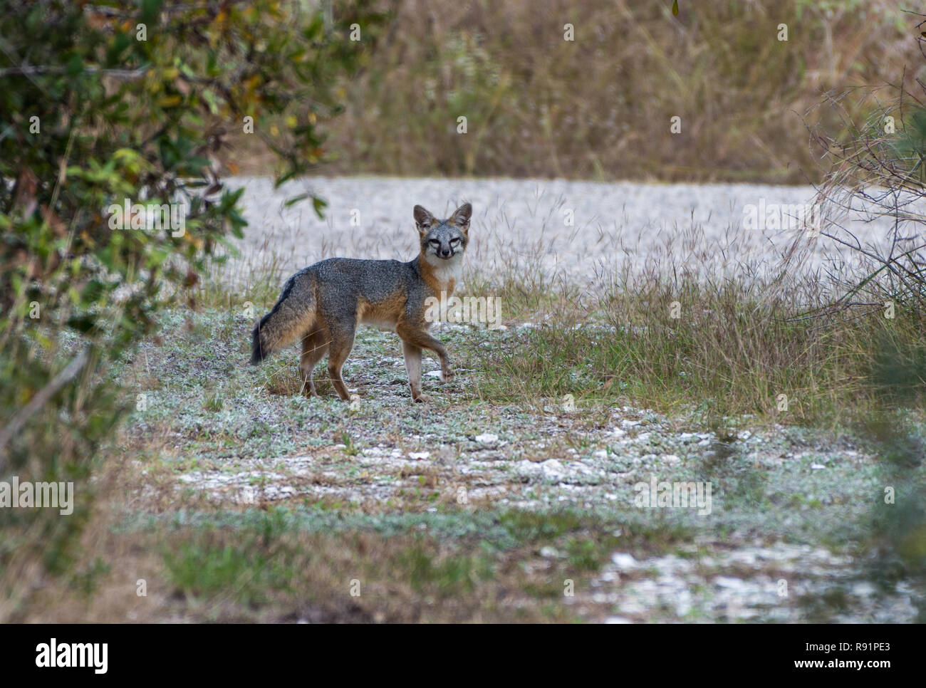 Ein grauer Fuchs (Urocyon cinereoargenteus) kam aus Holz, für Foto veröffentlicht. Goose Island State Park, Rockport, Texas, USA. Stockfoto