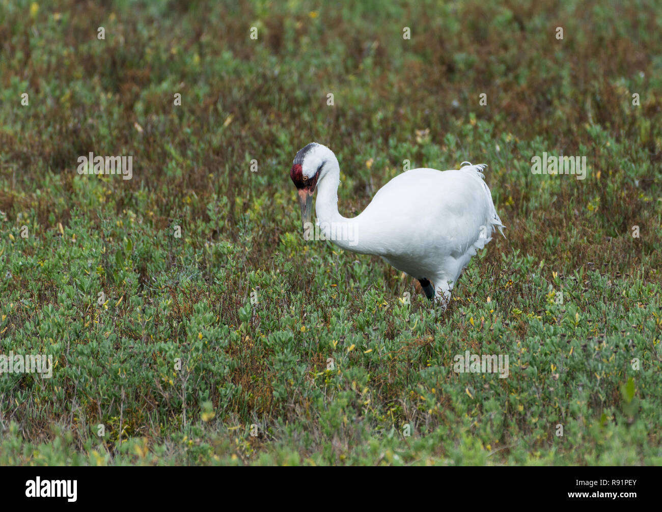 Ein erwachsener Whooping Crane (Grus americana) Nahrungssuche im Winter Lebensraum. Aransas National Wildlife Refuge, Texas, USA. Stockfoto
