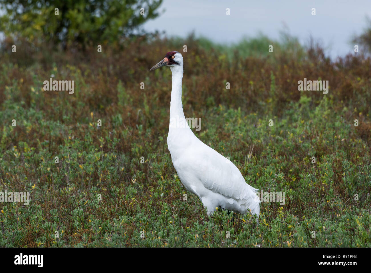 A Whooping Crane (Grus americana) Nahrungssuche im Winter Lebensraum. Aransas National Wildlife Refuge, Texas, USA. Stockfoto