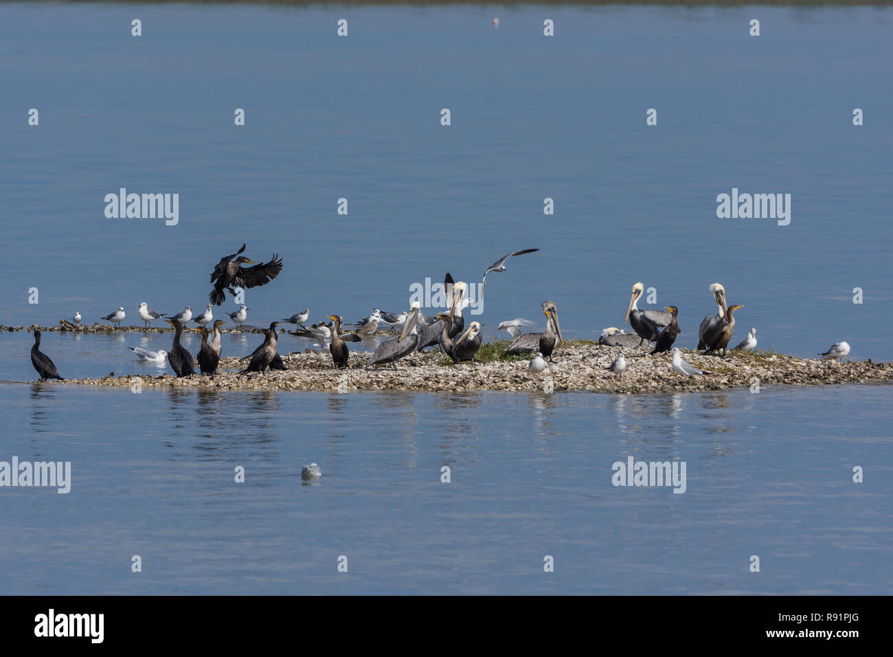 Braune Pelikane (Pelecanus occidentalis) und andere Wasservögel auf einer Oyster Reef. Aransas National Wildlife Refuge, Texas, USA. Stockfoto