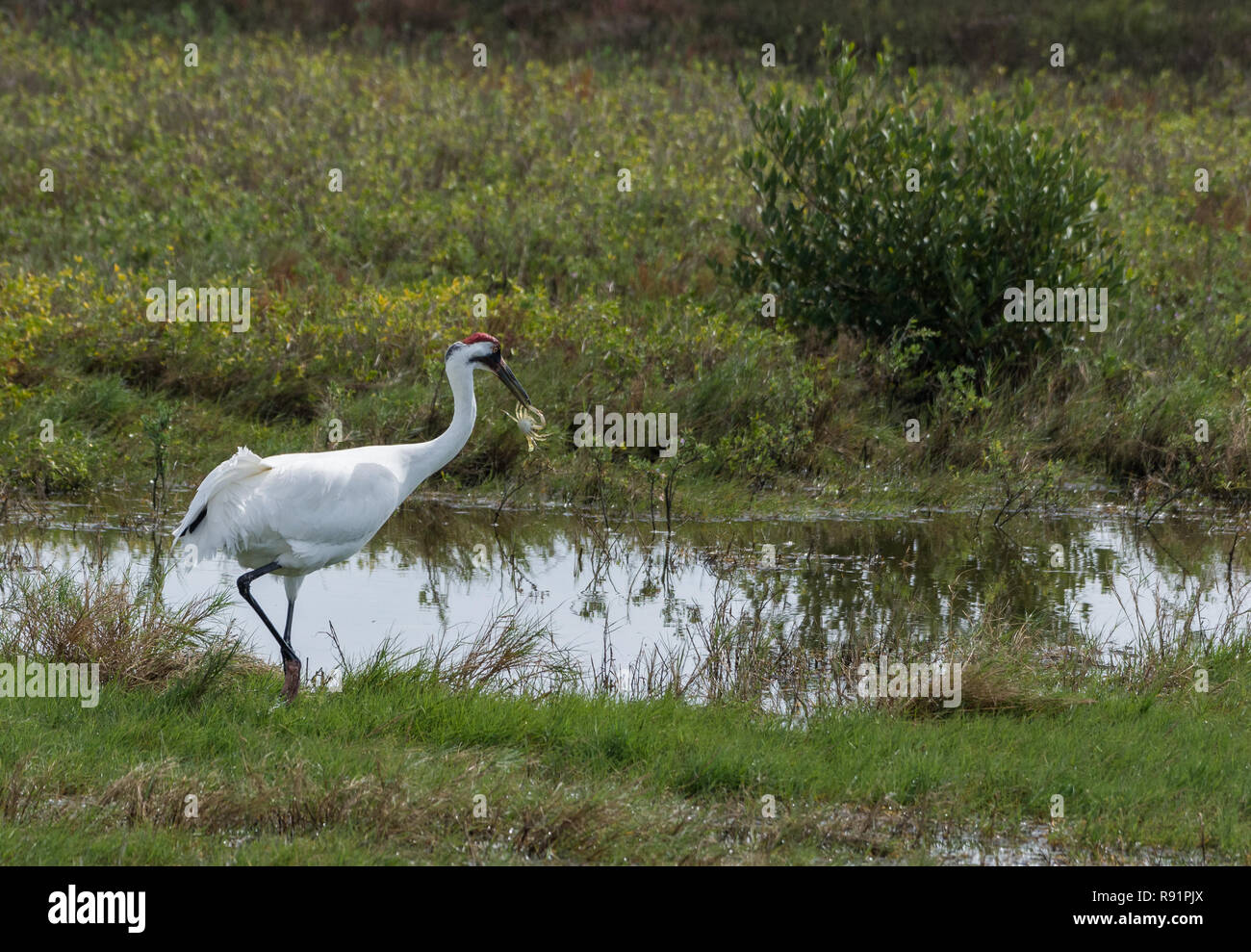 A Whooping Crane (Grus americana) preying auf seinem Lieblingsessen, Blue Crab. Aransas National Wildlife Refuge, Texas, USA. Stockfoto