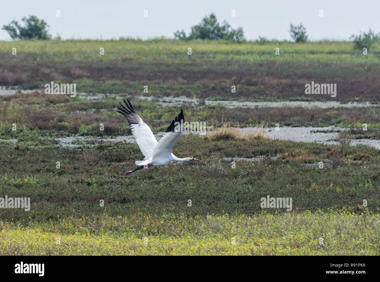 A Whooping Crane (Grus americana) Flucht in seinen Lebensraum. Aransas National Wildlife Refuge, Texas, USA. Stockfoto