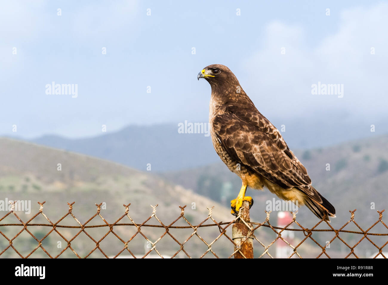 Red-tailed Hawk (Buteo Jamaicensis) sitzt auf einem Zaun, San Francisco Bay Area, Kalifornien Stockfoto