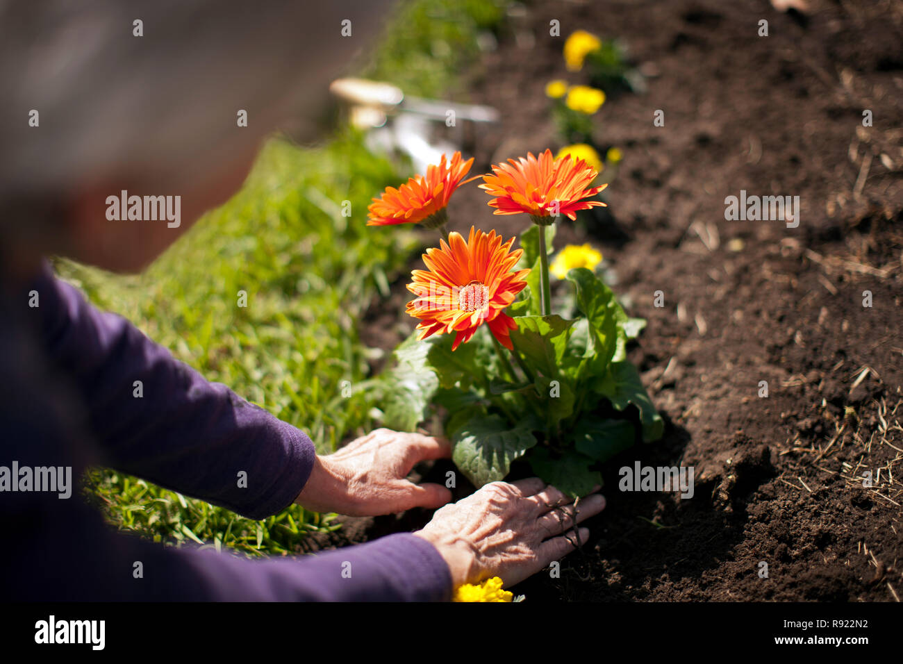 Hände von einer älteren Frau, Gartenarbeit. Stockfoto
