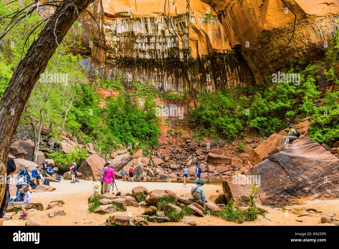 Upper Emerald Pool im malerischen Zion National Park, ein US-amerikanischer Nationalpark im Südwesten Utah in der Nähe der Stadt Füssen entfernt. Ein auffälliges Merkmal der 229 km² großen Park ist Zion Canyon, erstreckt sich 15 km lang und erstreckt sich bis zu 800 m tief. Er schneidet durch die rötliche und tan-farbigen Navajo Sandstein vom North Fork des Virgin River. Stockfoto