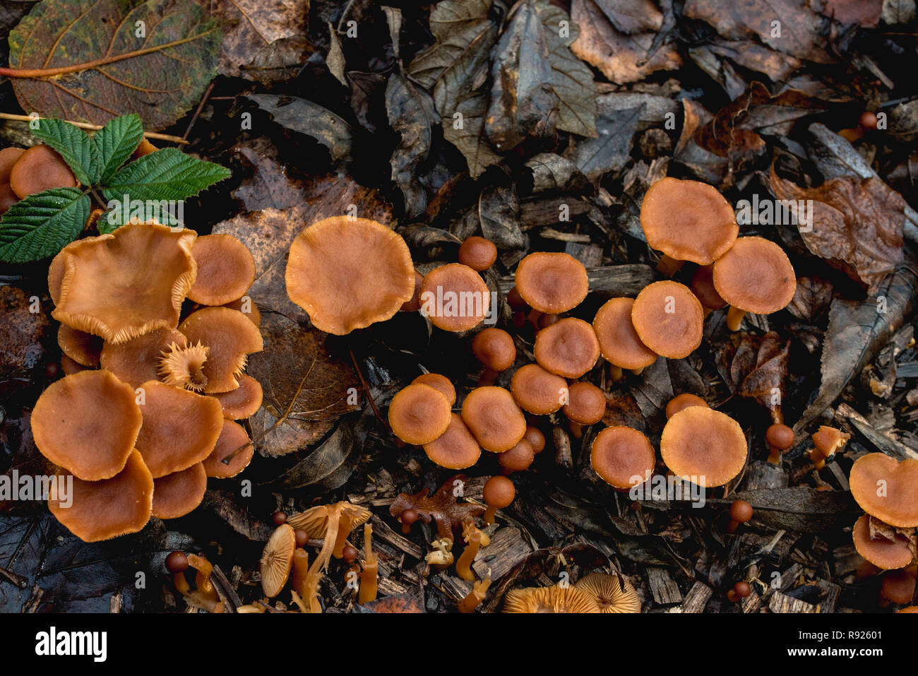 Candy Cap Pilze wachsen durch die toten Blätter des Herbstes Stockfoto