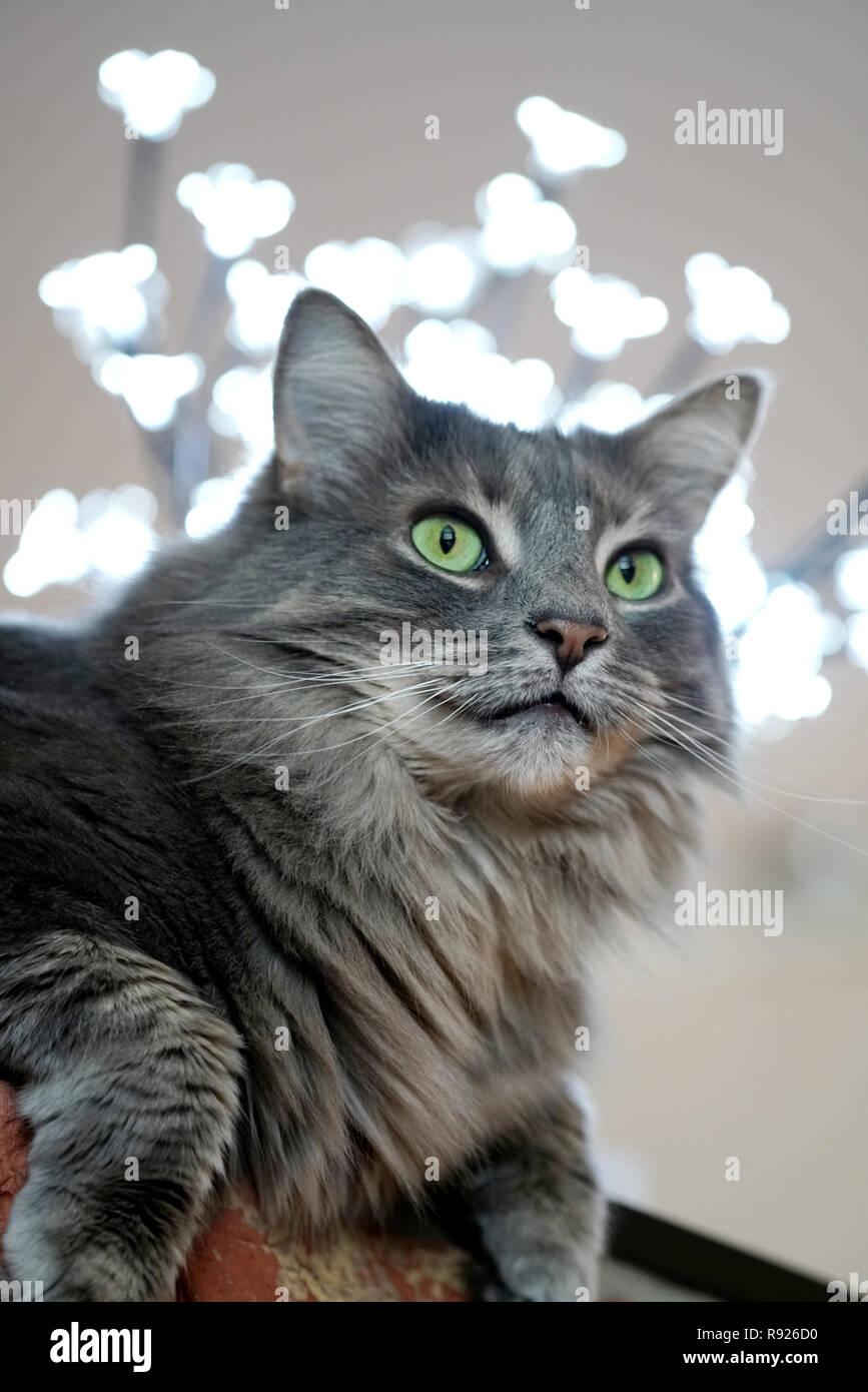 Montreal, Kanada, 10. Dezember 2018. Die hohen Winkel Bild von einem grauen Katze mit grünen Augen. Credit: Mario Beauregard/Alamy leben Nachrichten Stockfoto